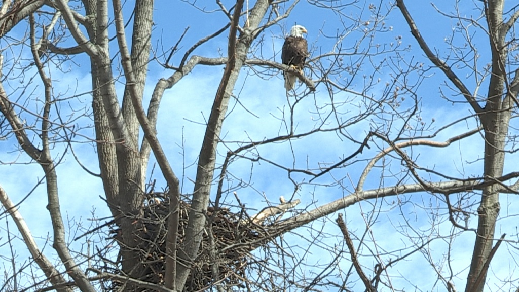 Female Eagle March 11, 2014 (Photo: Kevin Zak)